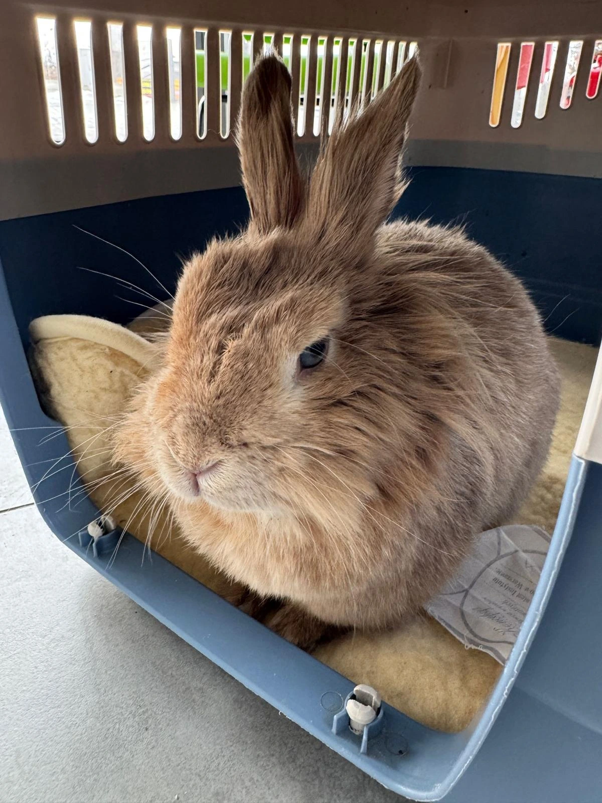 Złota Łapa - Transport zwierząt